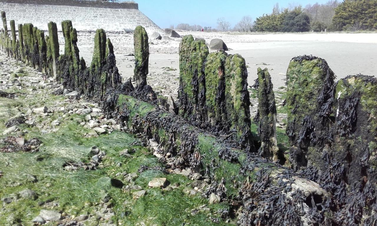 Les Cormorans Villa Saint-Vaast-la-Hougue Bagian luar foto